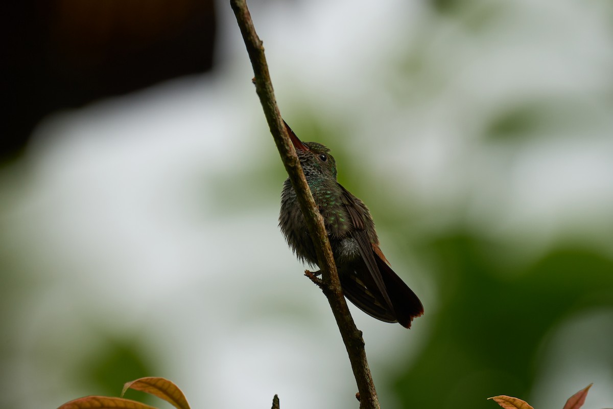 Rufous-tailed Hummingbird - ML642887177