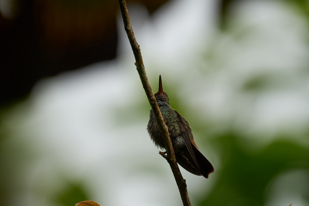 Rufous-tailed Hummingbird - ML642887178