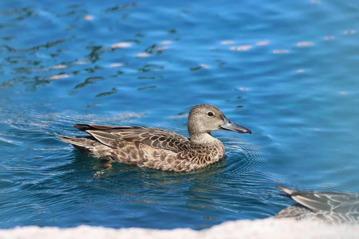 Alzavola cannella - ML642887179