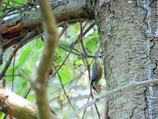 Red-breasted Nuthatch - ML642887180