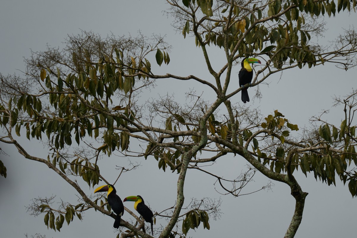 Keel-billed Toucan - ML642887184