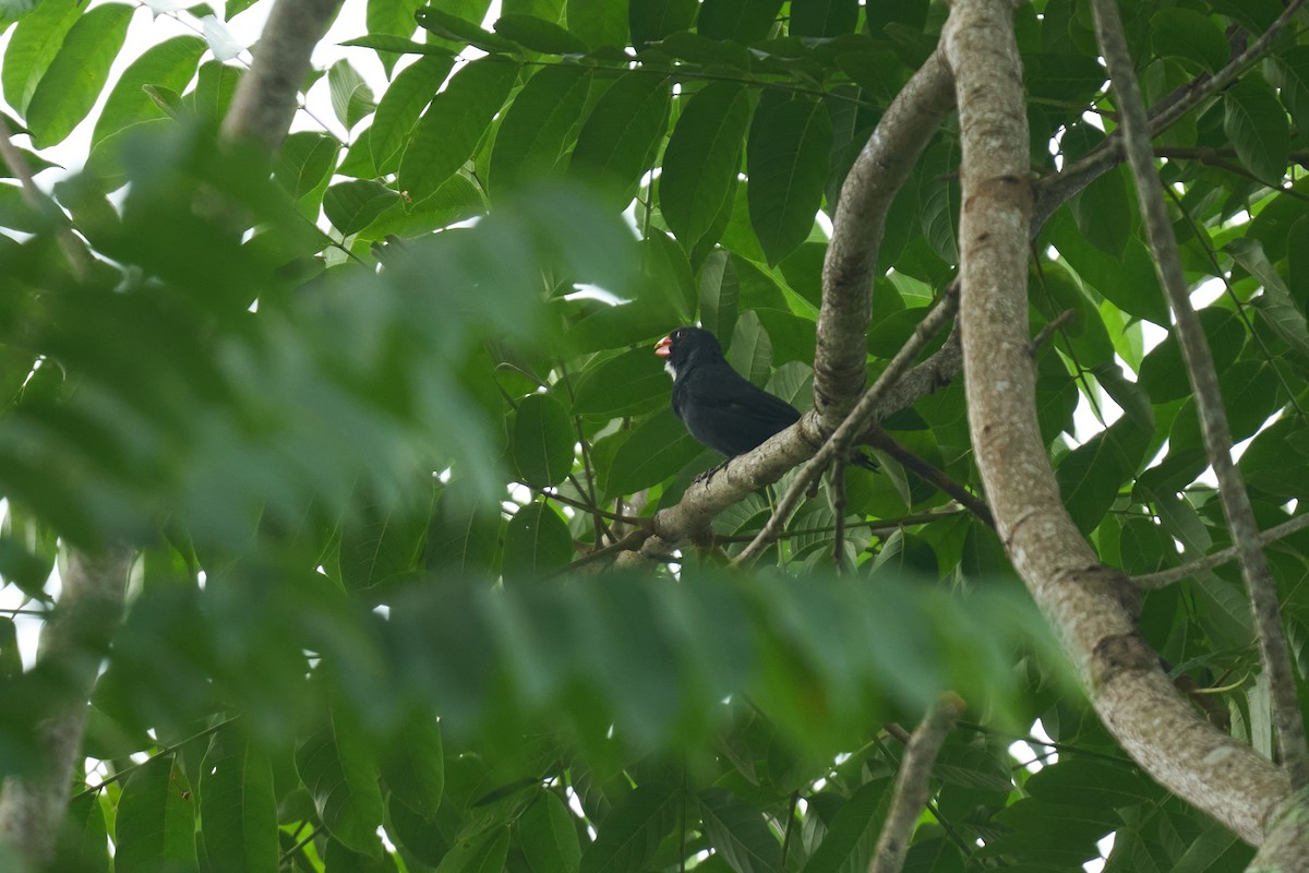 Slate-colored Grosbeak - ML642887204