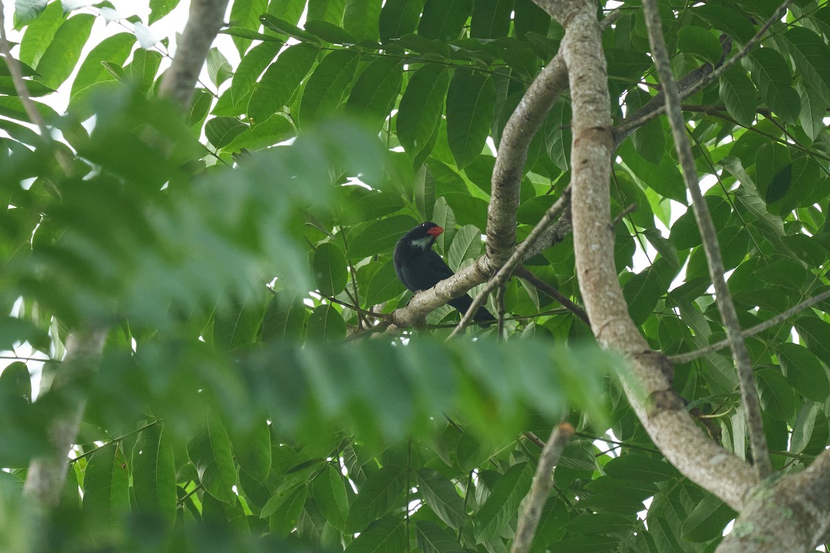 Slate-colored Grosbeak - ML642887205