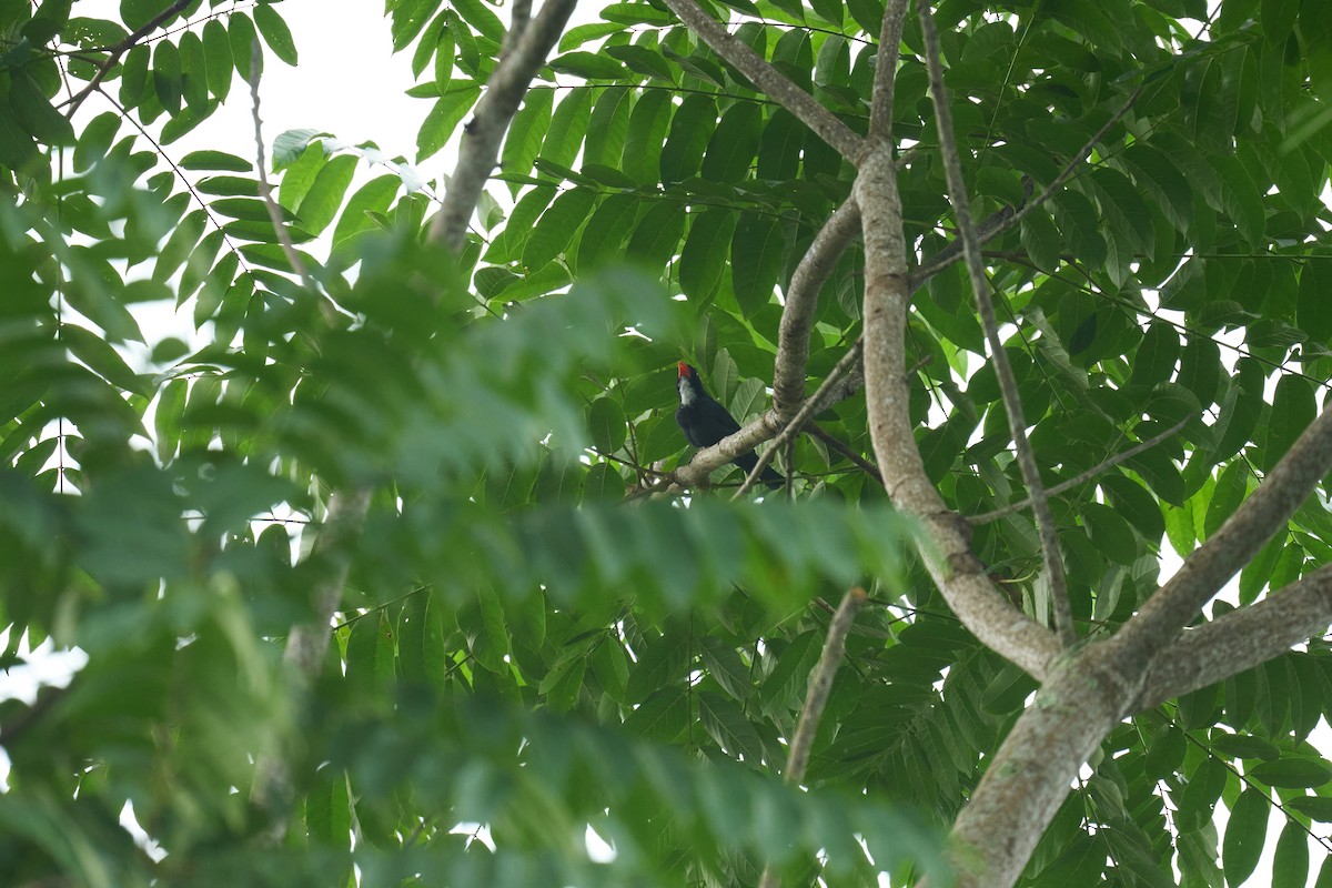 Slate-colored Grosbeak - ML642887206