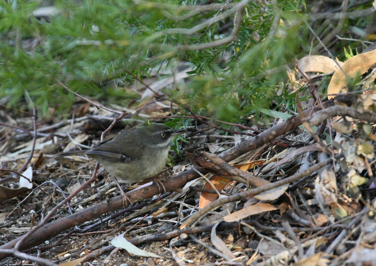 White-browed Scrubwren - ML642887214