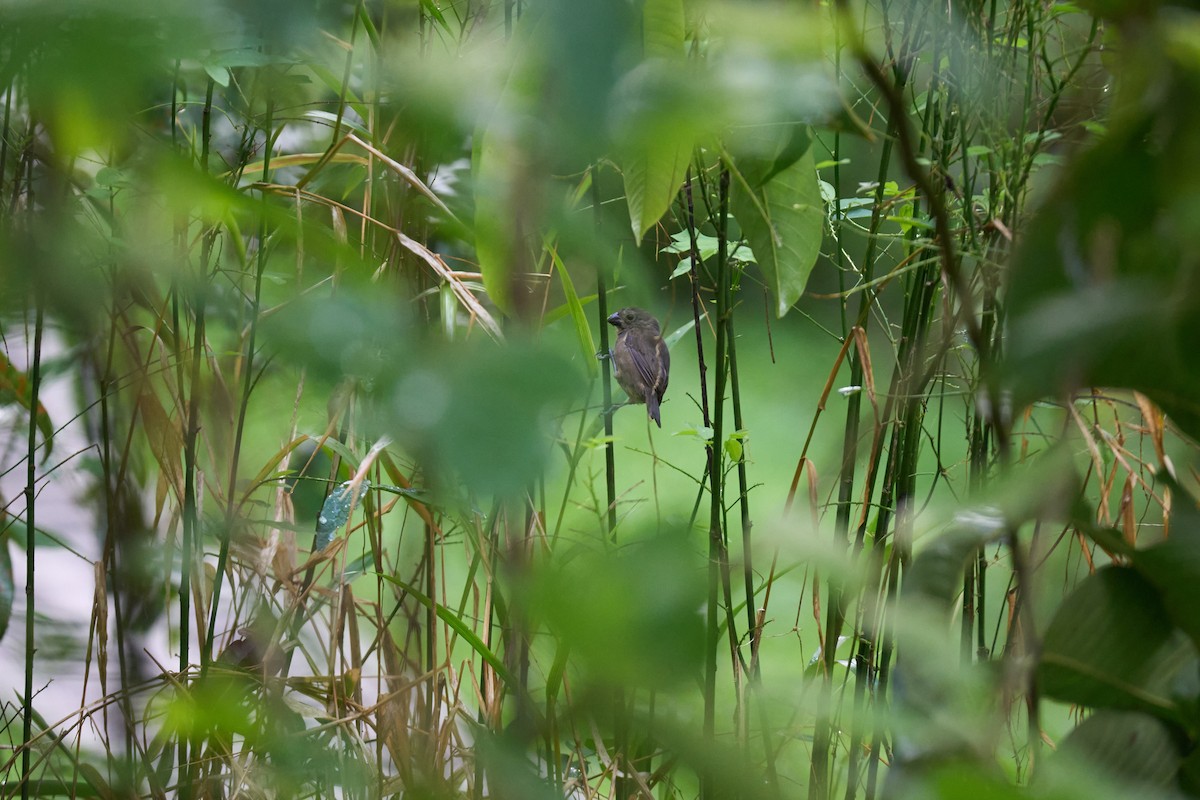 Variable Seedeater - ML642887215