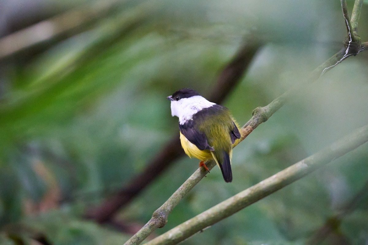 White-collared Manakin - ML642887218