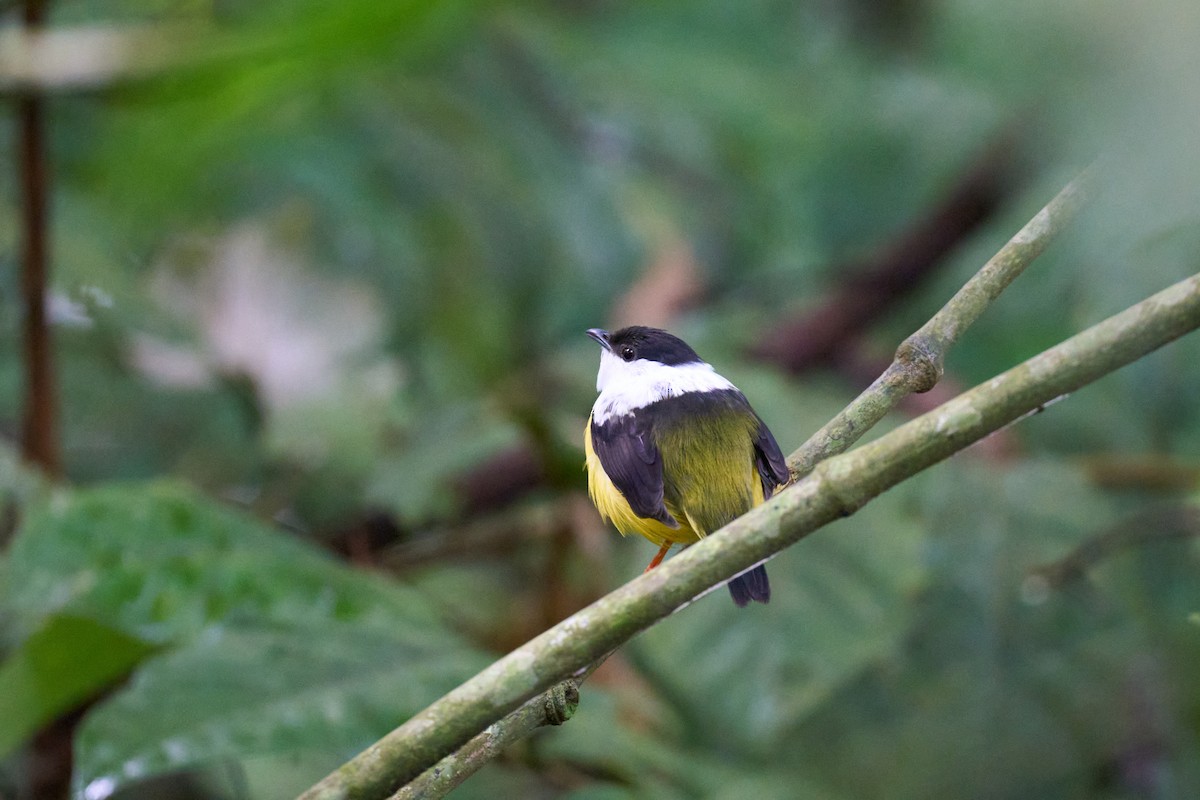 White-collared Manakin - ML642887219