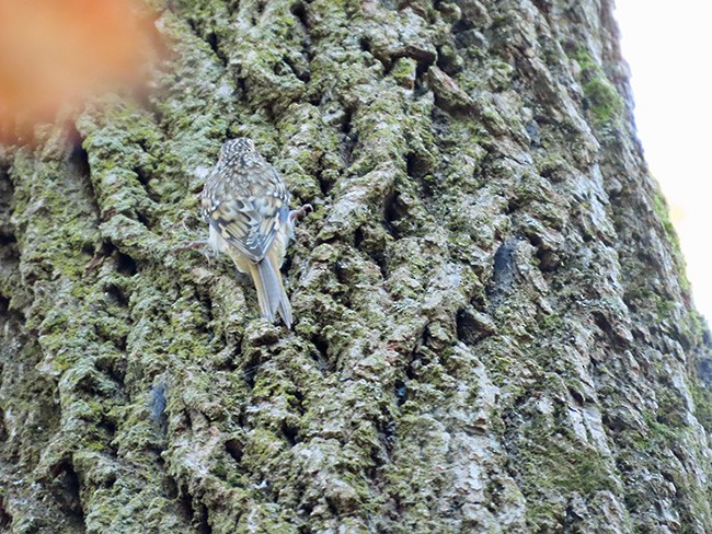 Brown Creeper - ML642887227