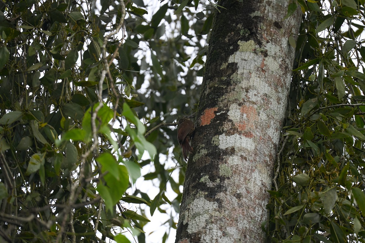 Cocoa Woodcreeper - ML642887230