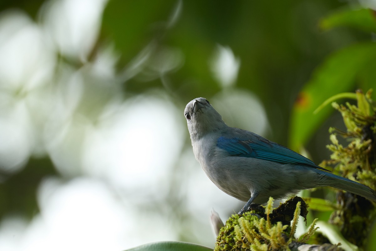 Blue-gray Tanager - ML642887242