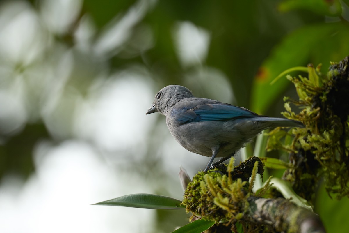 Blue-gray Tanager - ML642887243