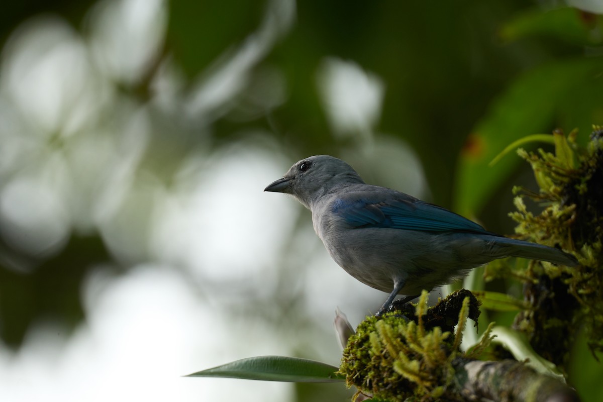Blue-gray Tanager - ML642887244