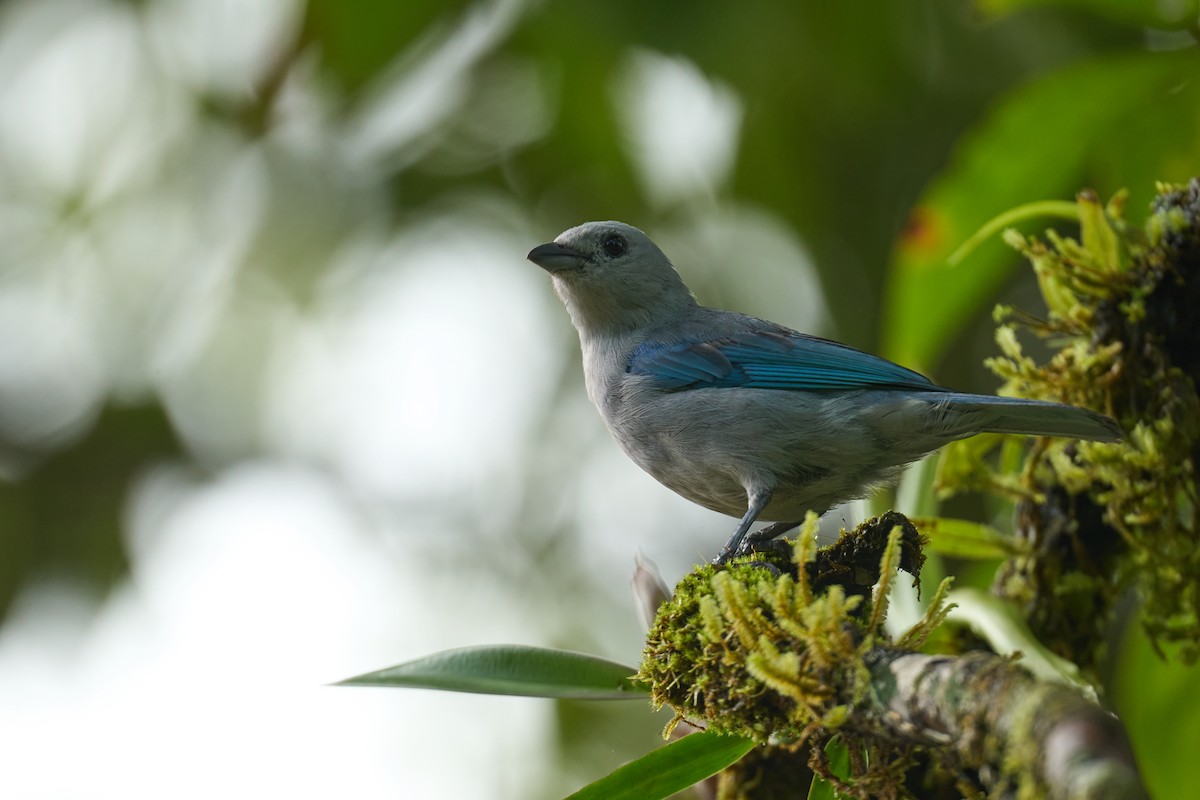 Blue-gray Tanager - ML642887245