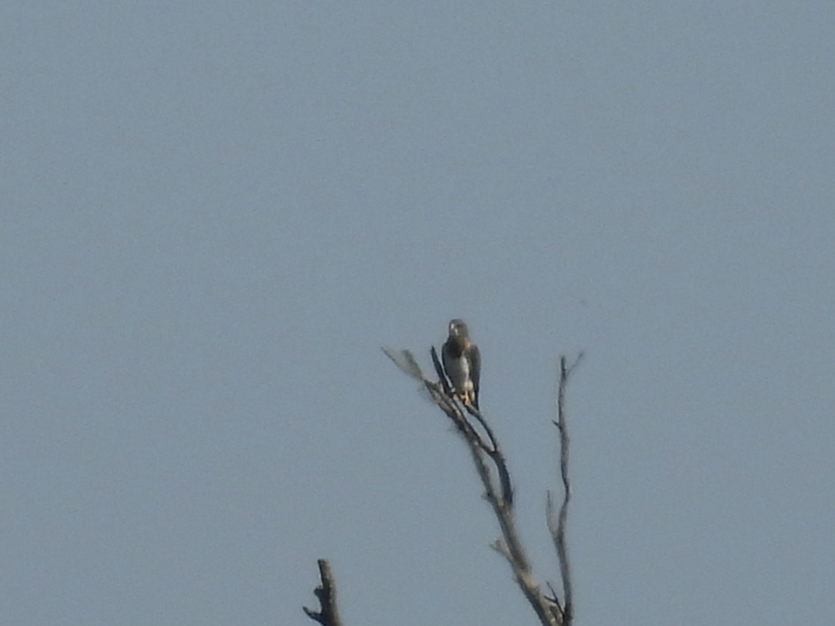 Swainson's Hawk - ML642887246