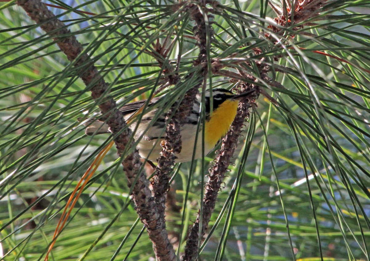 Yellow-throated Warbler - ML642887271