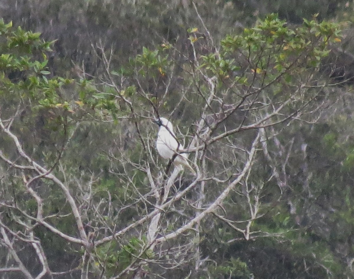 Bare-throated Bellbird - ML642887275