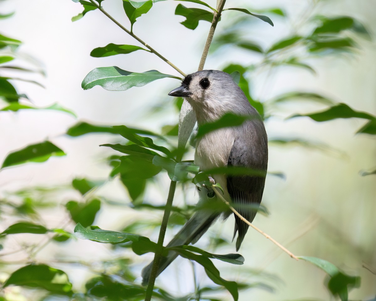 Mésange bicolore - ML642887284