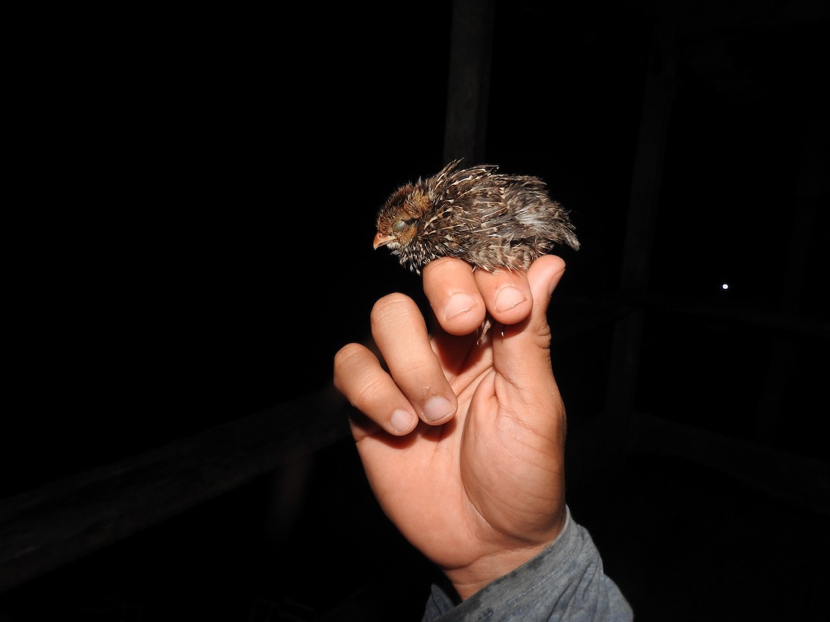 Black-throated Bobwhite - ML642887291