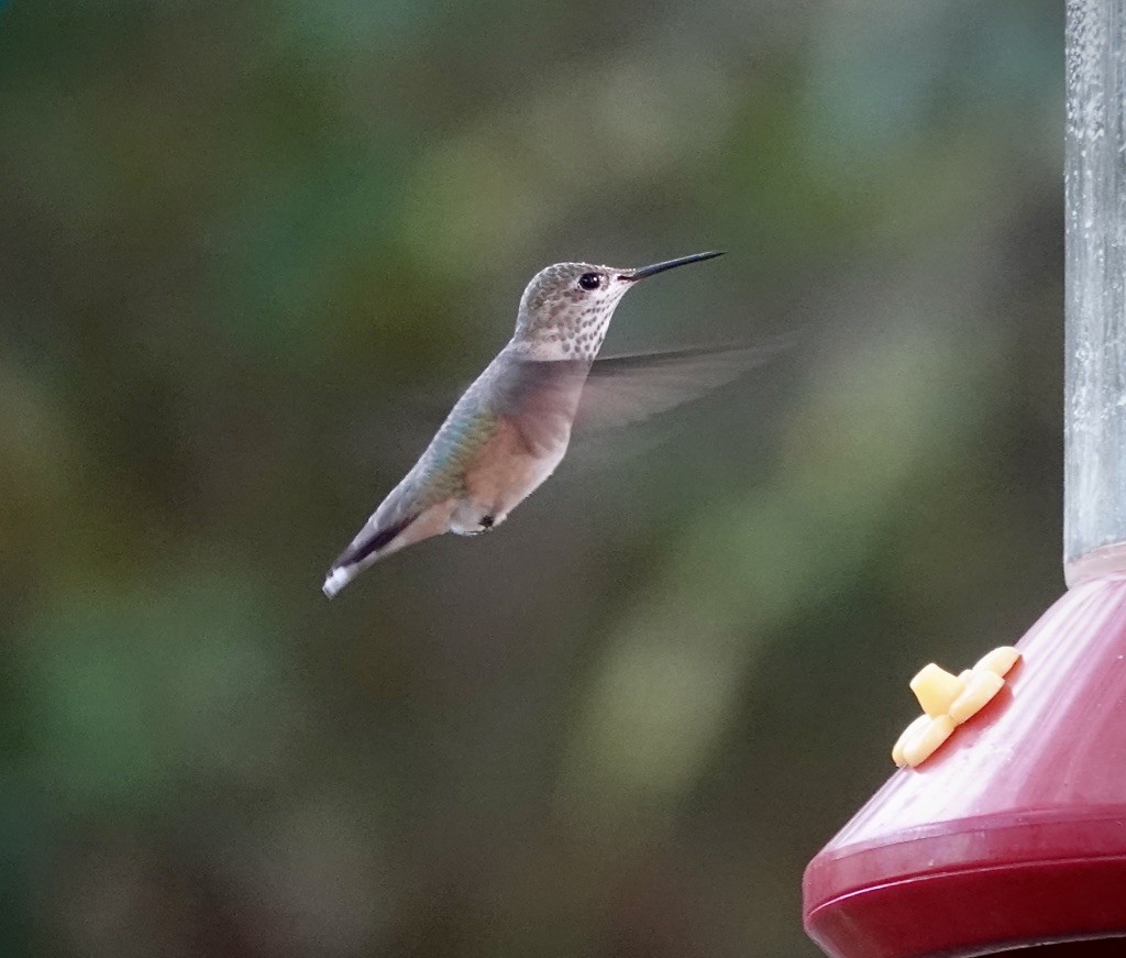 Calliope Hummingbird - ML642887301