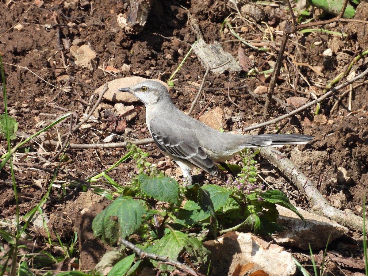 Northern Mockingbird - ML642887317