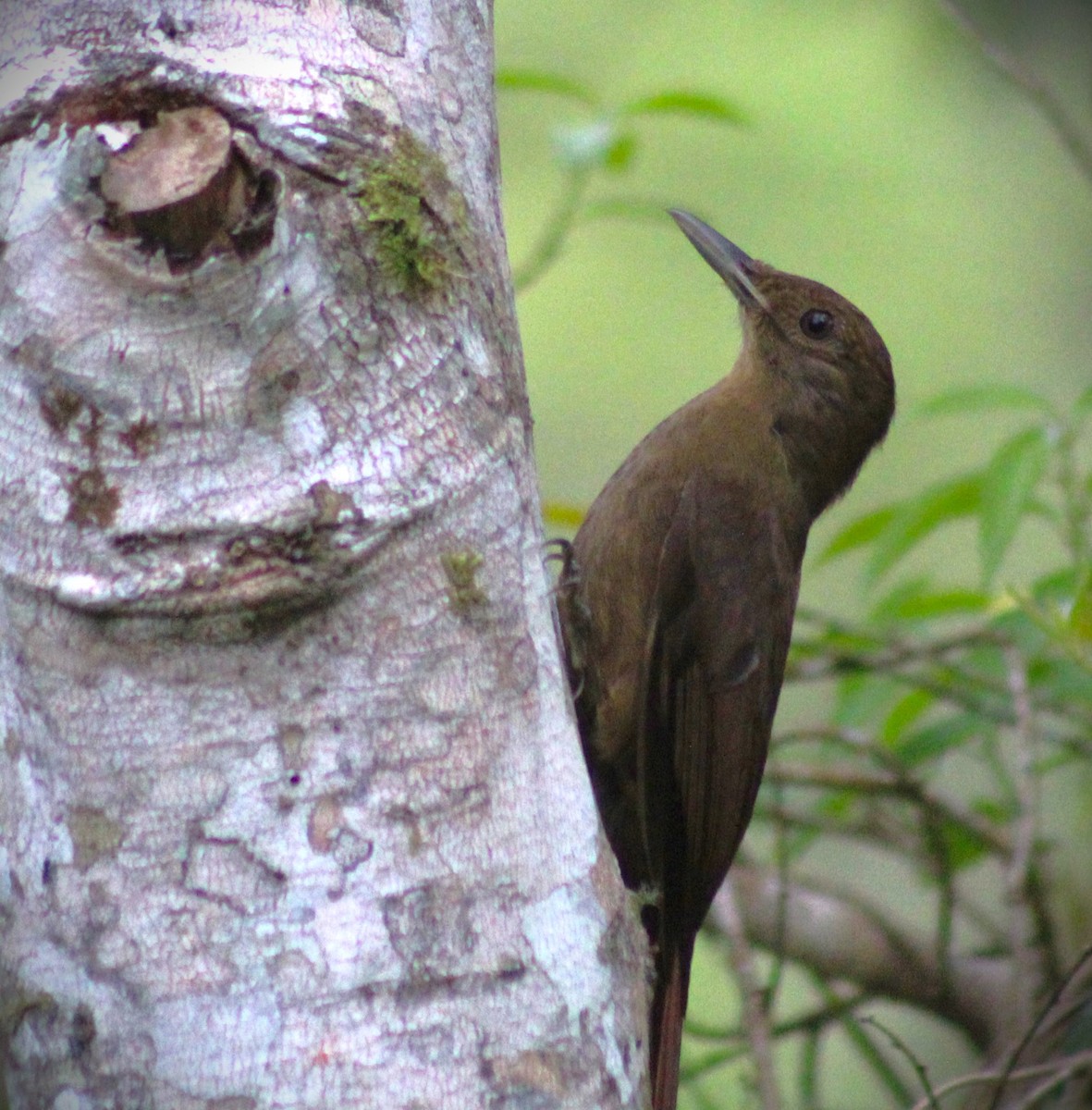 Plain-winged Woodcreeper (Plain-winged) - ML642887345