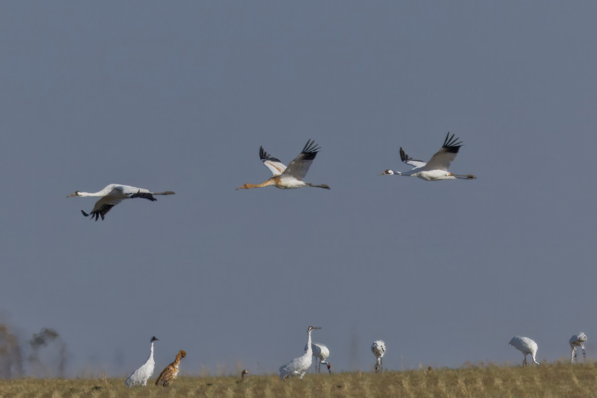 Whooping Crane - ML642887347