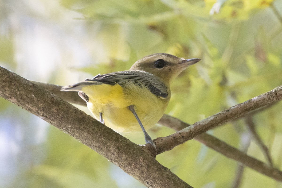 Philadelphia Vireo - ML642887348