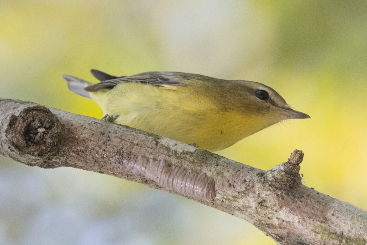 Philadelphia Vireo - ML642887349
