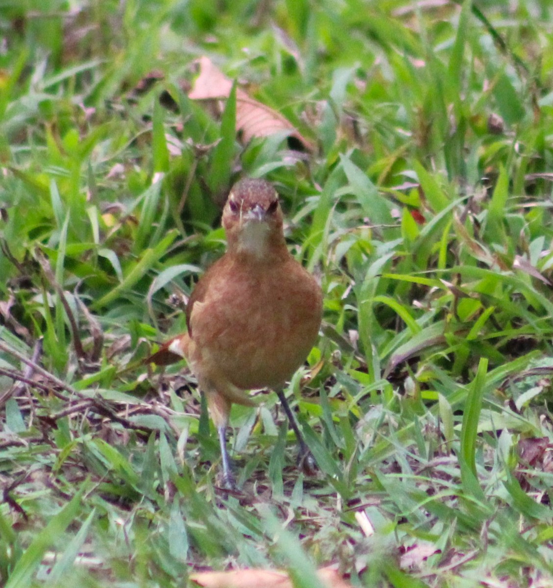 Rufous Hornero - ML642887374