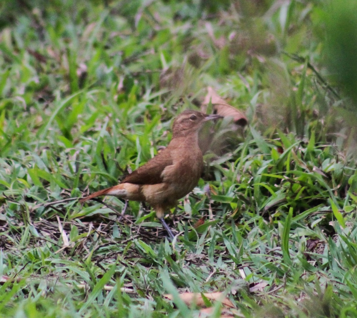 Rufous Hornero - ML642887376