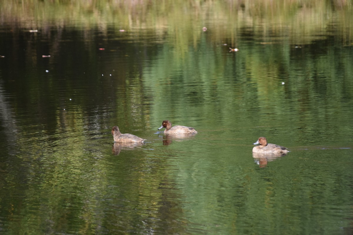 Redhead - ML642887384