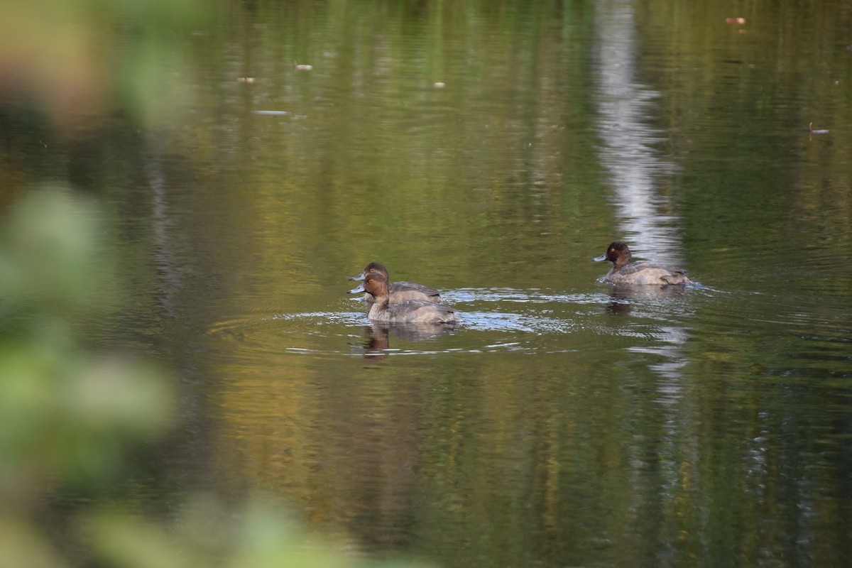 Redhead - ML642887389