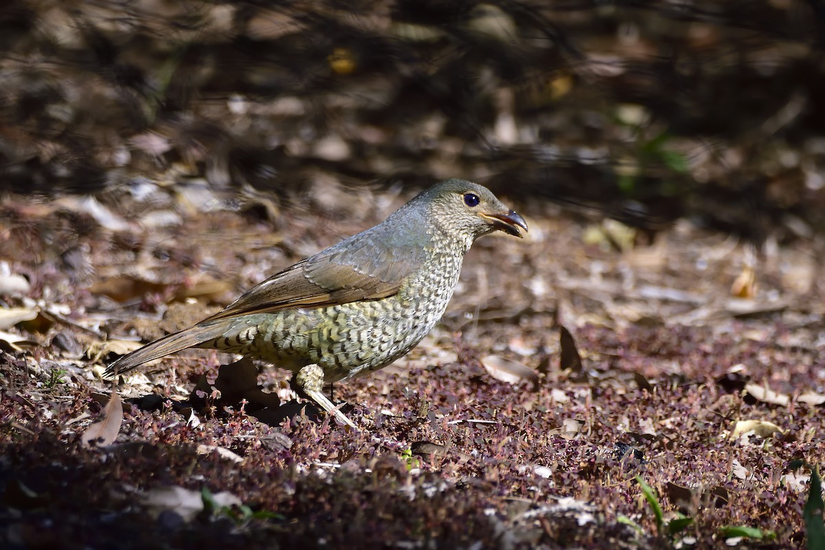 Satin Bowerbird - ML642887405