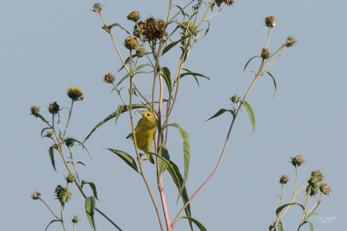new world warbler sp. - ML642887406