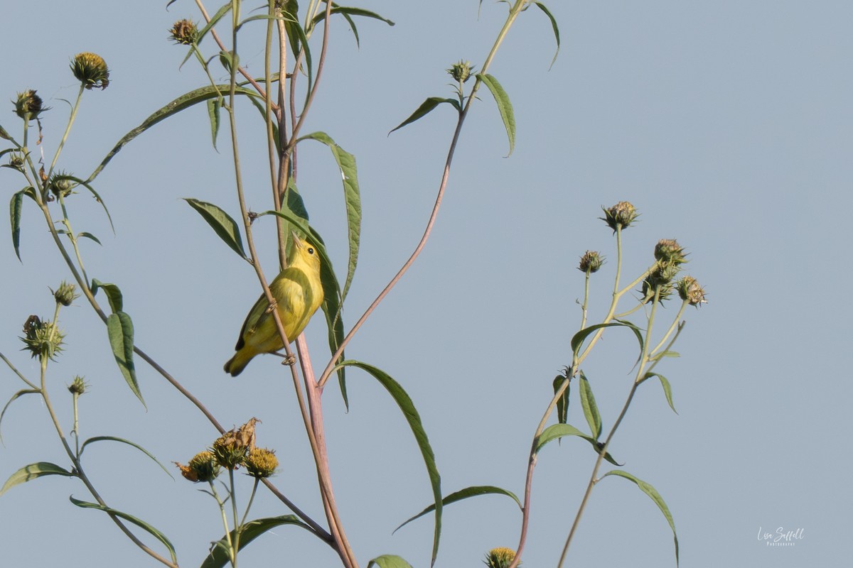 new world warbler sp. - ML642887407
