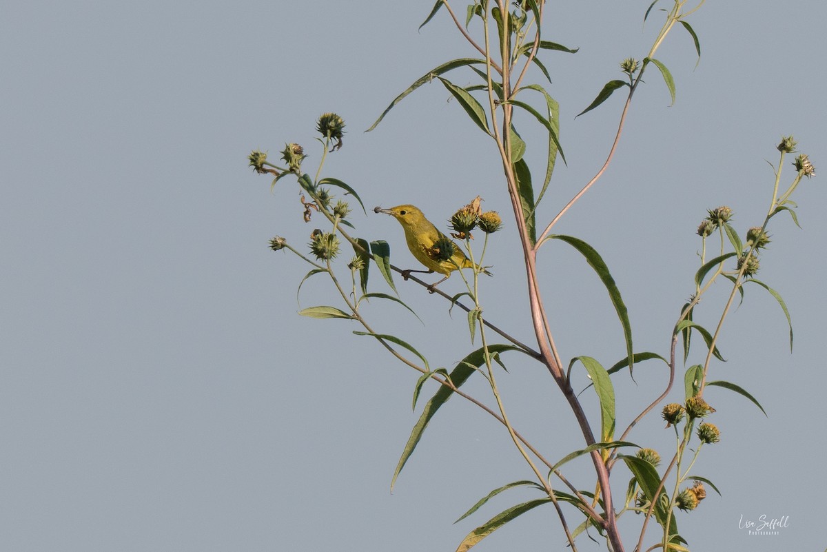 new world warbler sp. - ML642887408