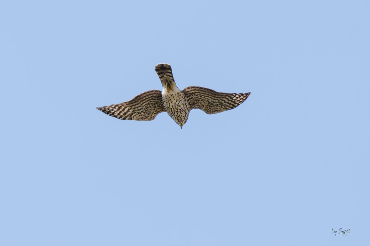 Cooper's Hawk - ML642887427