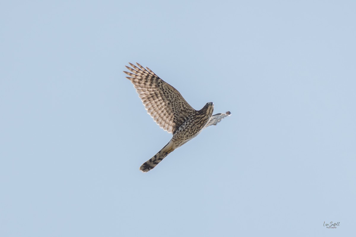 Cooper's Hawk - ML642887428
