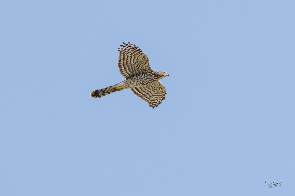 Cooper's Hawk - ML642887429