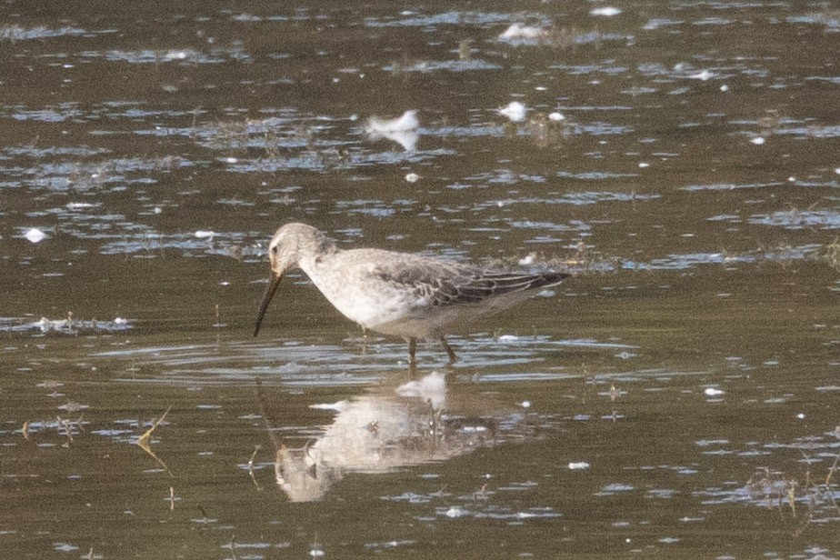 Stilt Sandpiper - ML642887432