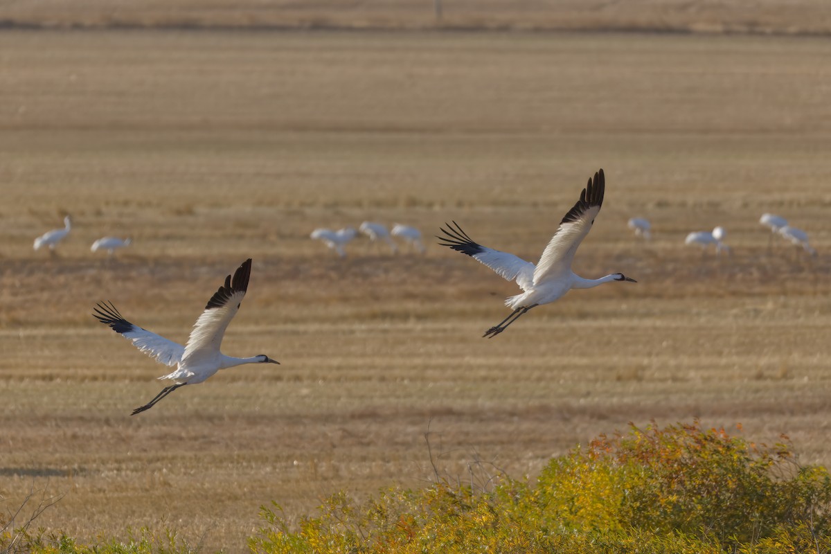 Whooping Crane - ML642887449