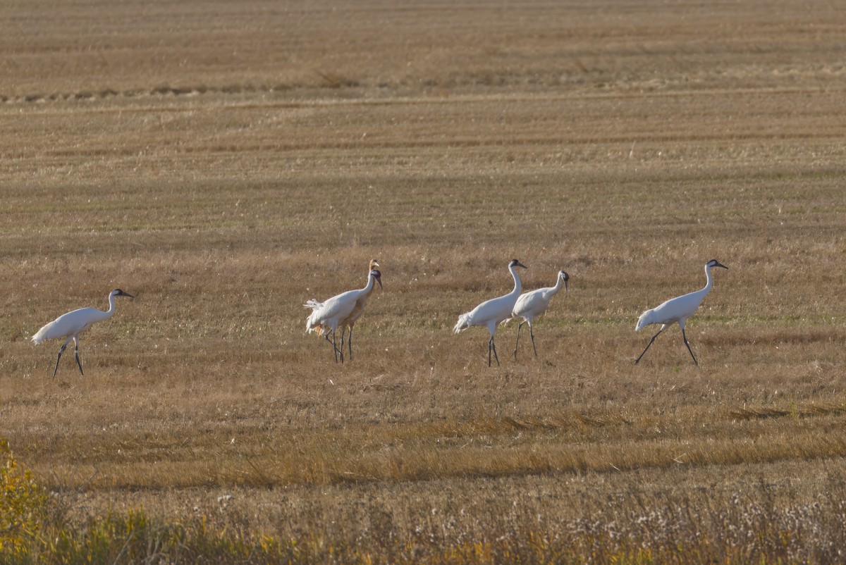 Whooping Crane - ML642887450