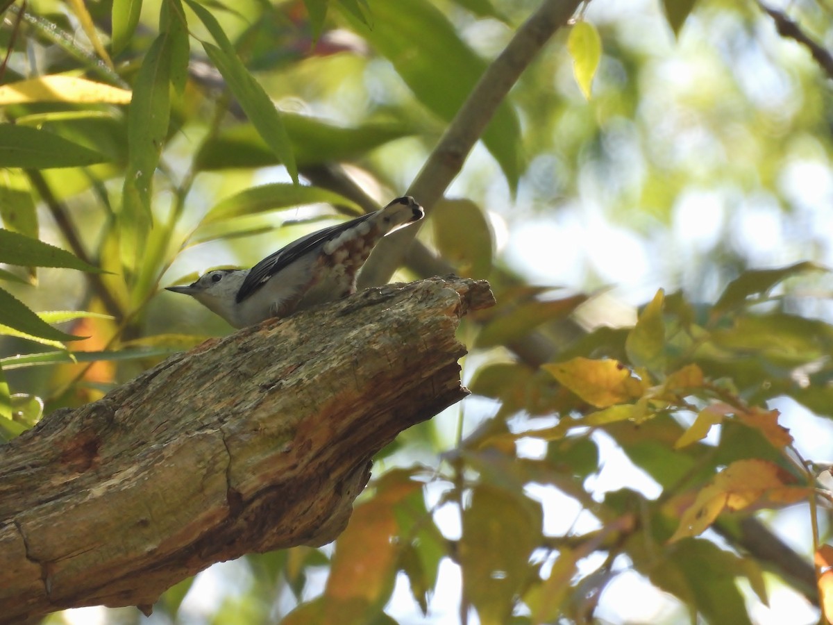 White-breasted Nuthatch - ML642887452