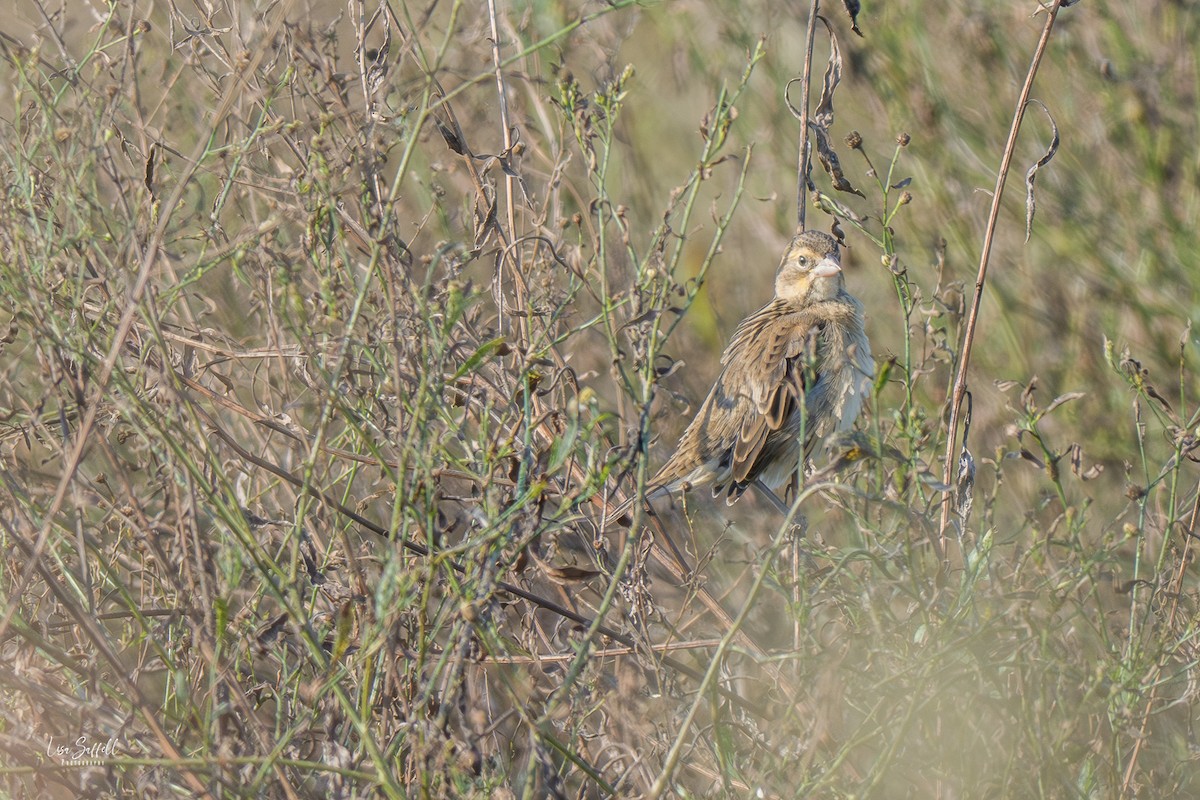 Bobolink - ML642887462