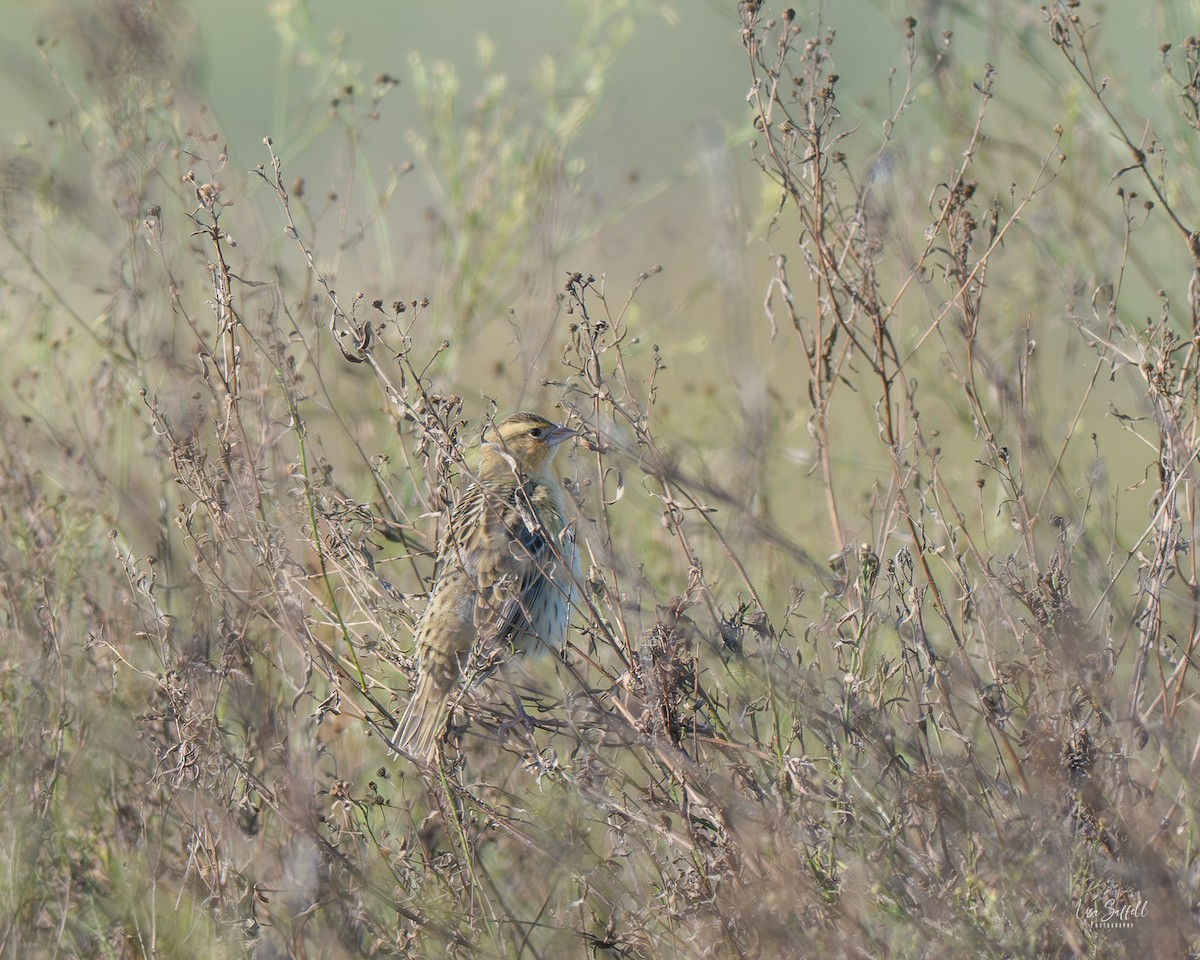 Bobolink - ML642887463