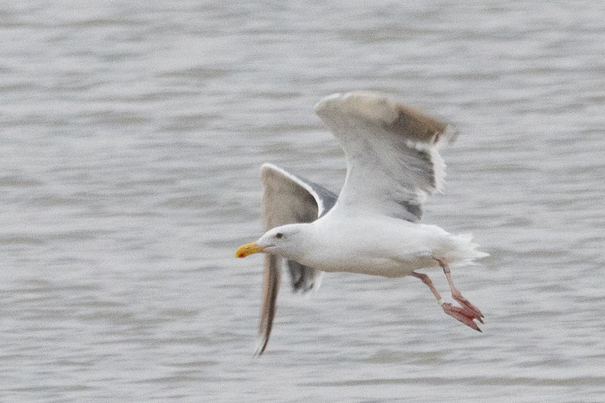 Western Gull - ML642887464