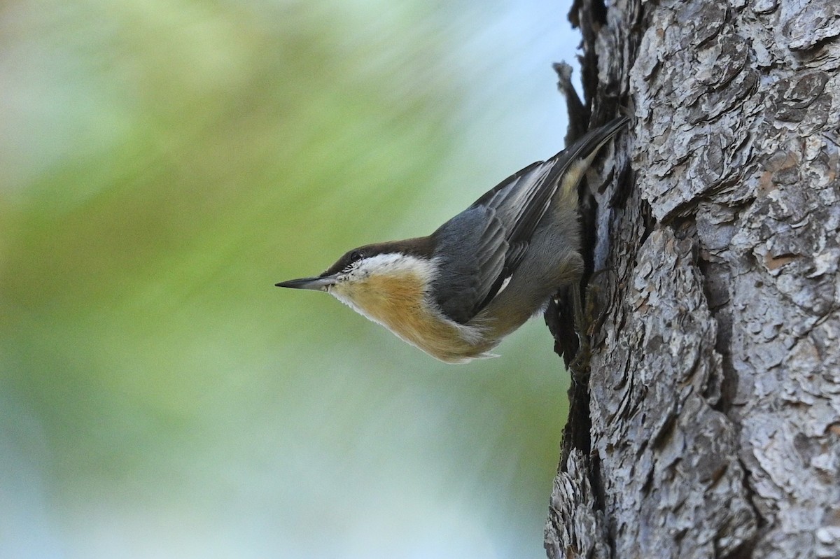 Brown-headed Nuthatch - ML642887469
