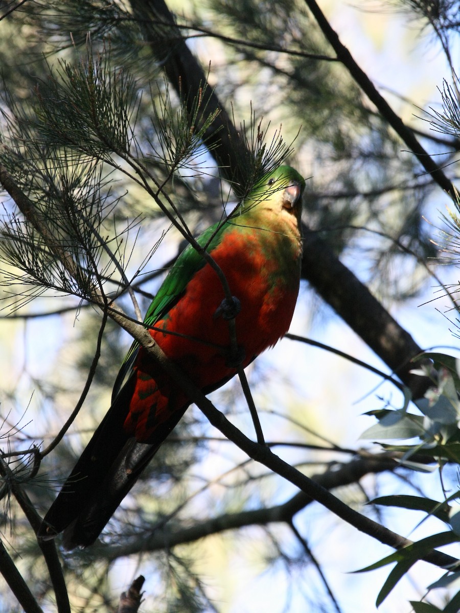 Australian King-Parrot - ML642887472