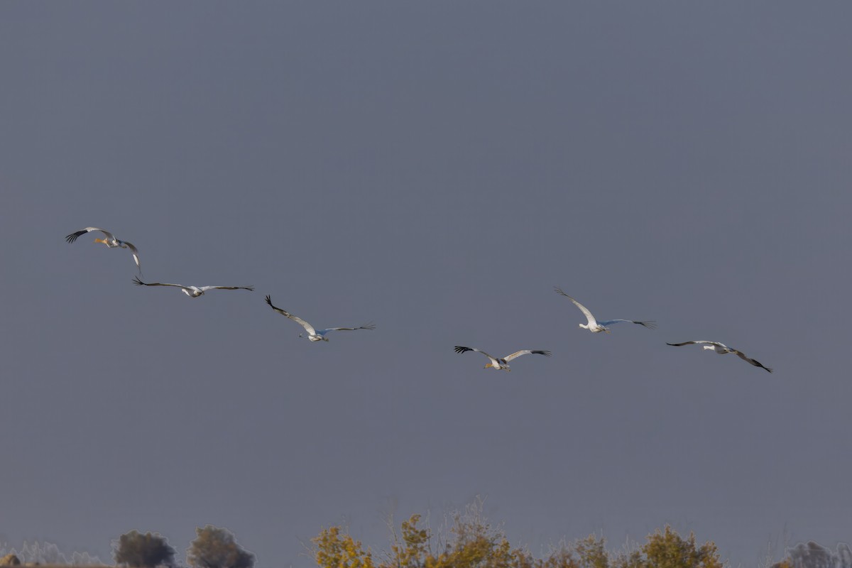 Whooping Crane - ML642887474